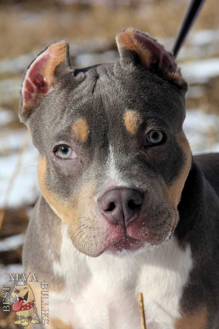 Булли некупированный