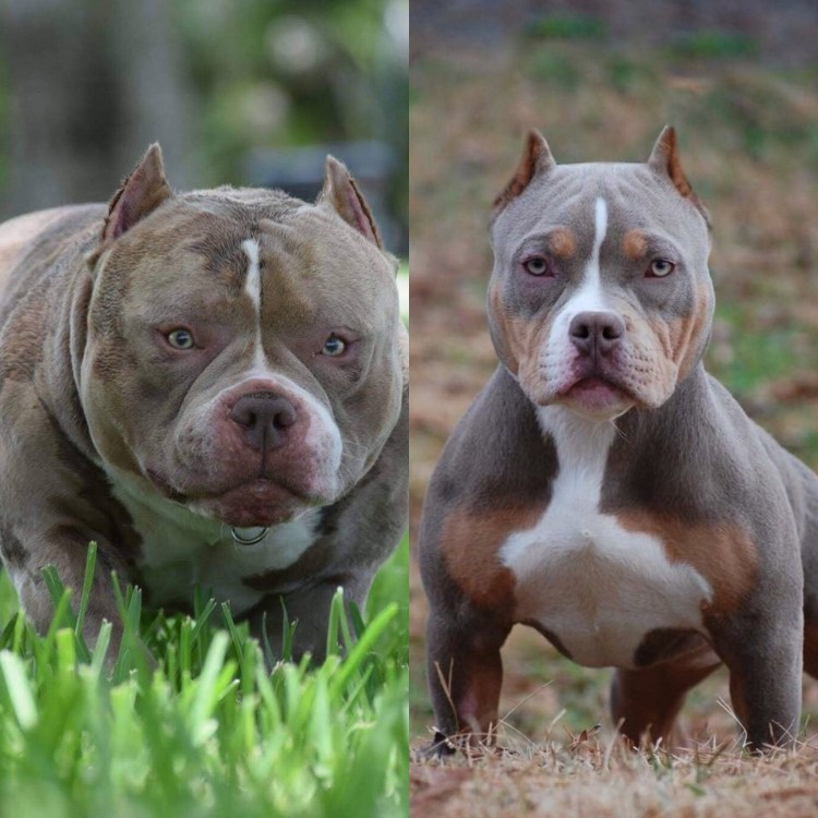 Американский булли покет