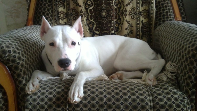 Стафф белый некупированный