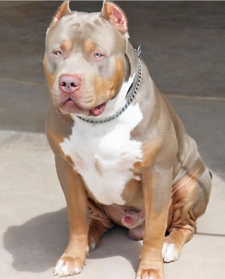 Американский булли шампань