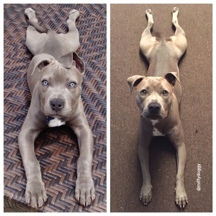 Питбуль купирование хвоста