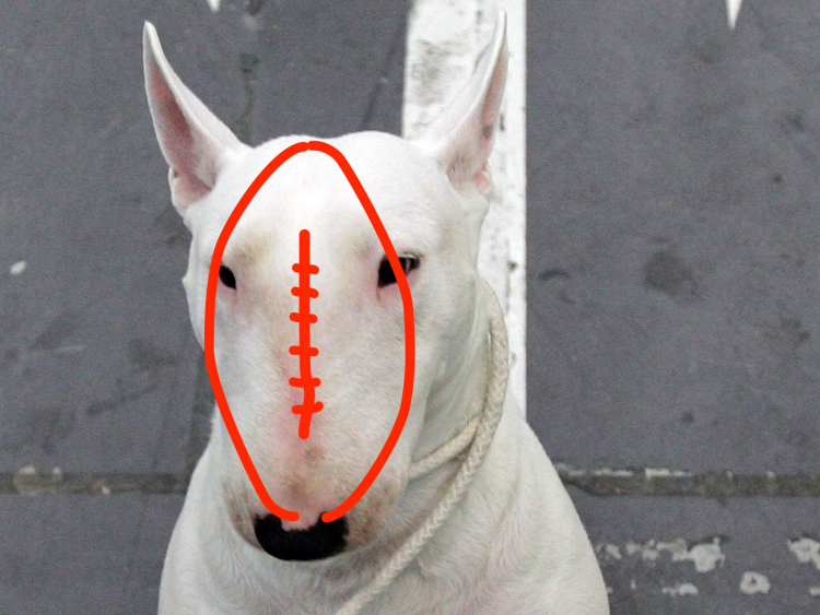 Амстафф шоколадного окраса