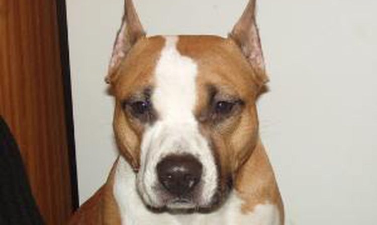 Формы купированных ушей у амстаффа