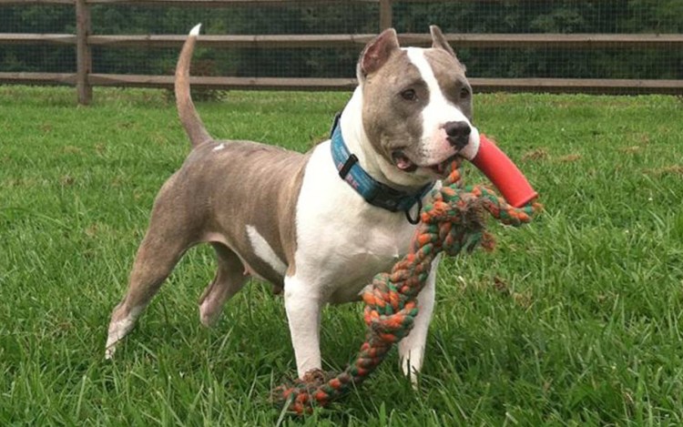 Стаффорд питбуль бультерьер