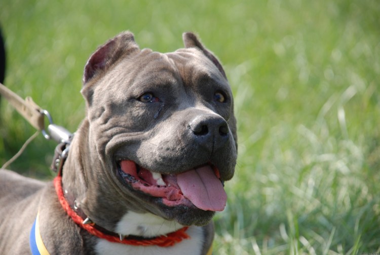 Бультерьер булли