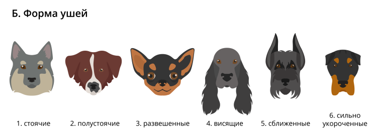 Американский питбуль некупированный