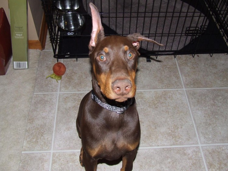 Доберман с коротко купированными ушами