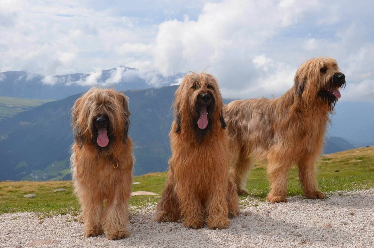 Французская овчарка Бриар