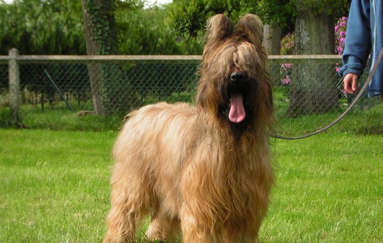 Бриар,Пиренейская овчарка