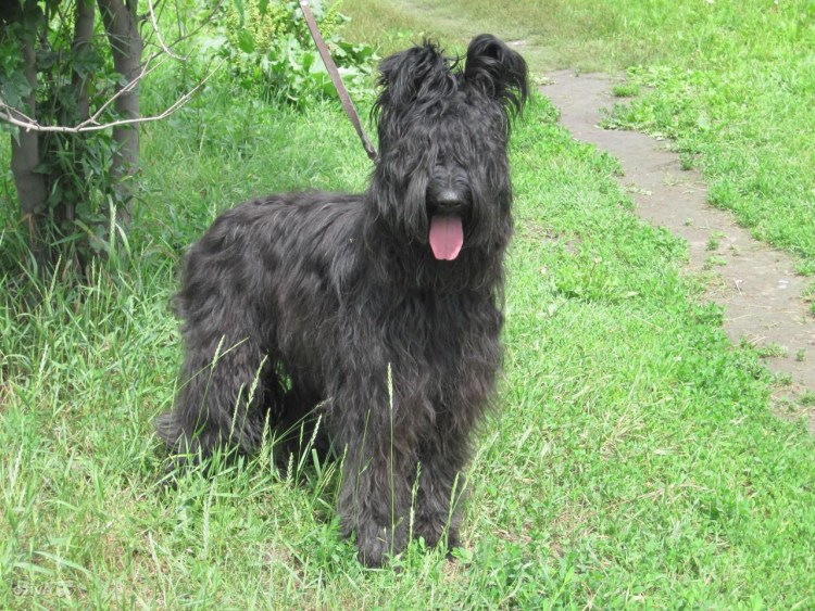 Бриар собака щенки