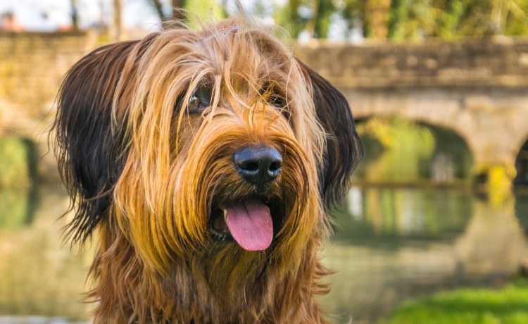 Овчарка французская длинношерстная Бриар