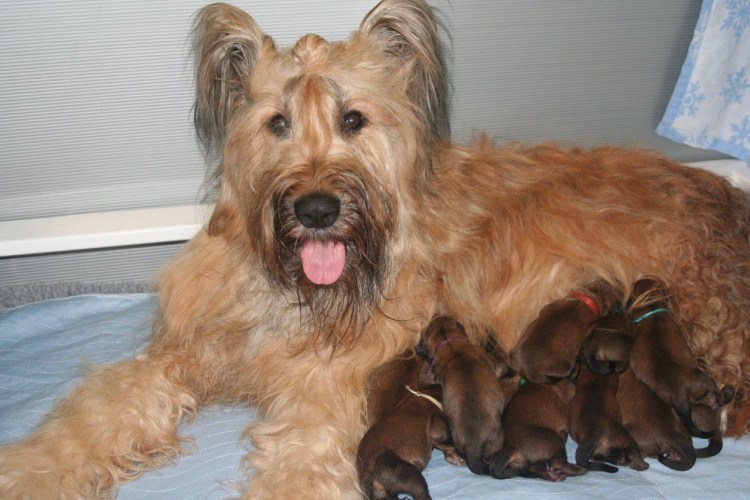 Бриар порода собак