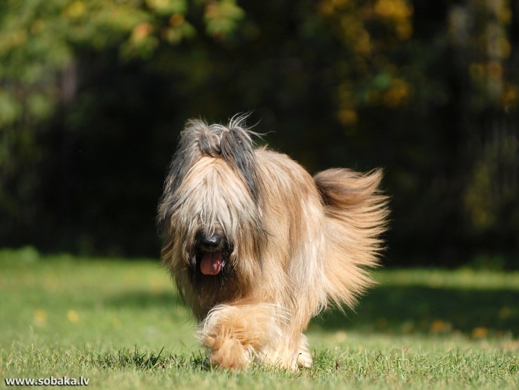 Бриар серый