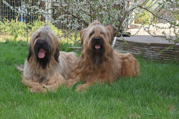 Овчарка французская длинношерстная Бриар щенки