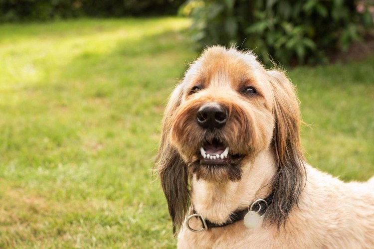 Бриар собака питомник