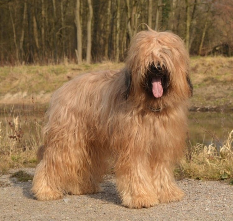 Пастушья овчарка Бриар