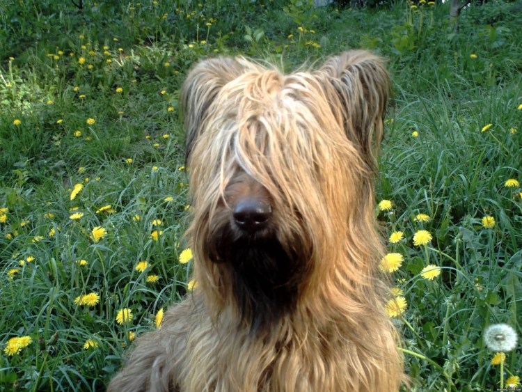 Бриар собака щенки