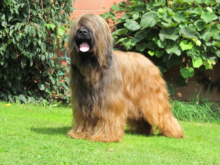 Пастушья овчарка Бриар