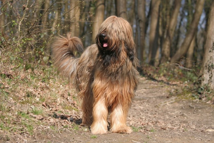 Бриар порода