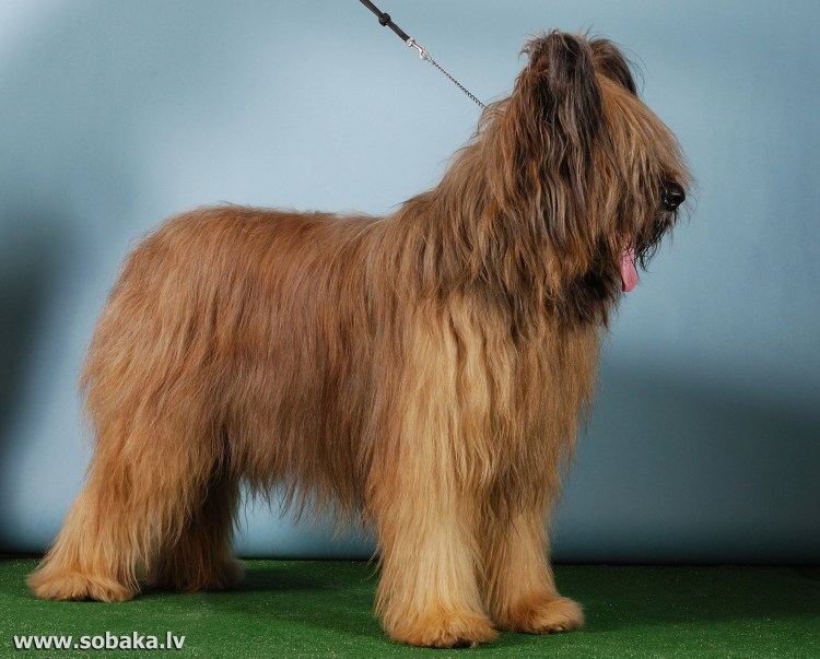 Собаки с длинной шерстью зимние
