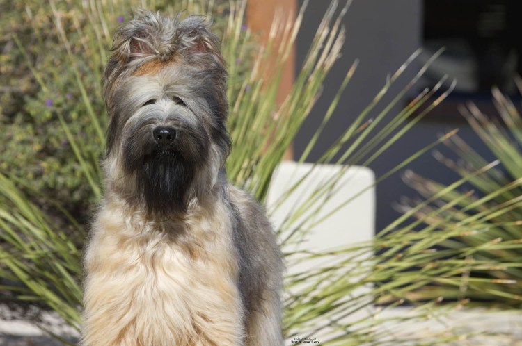 Бриар с человеком