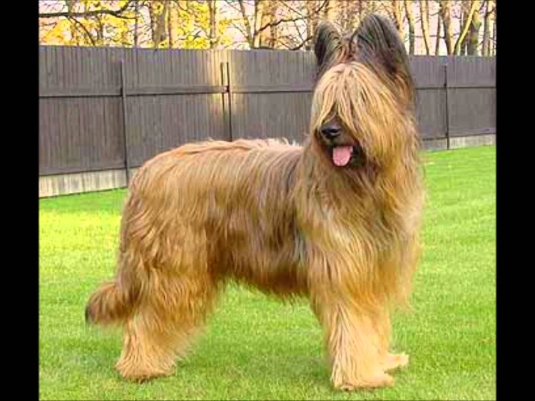 Бриар на белом фоне