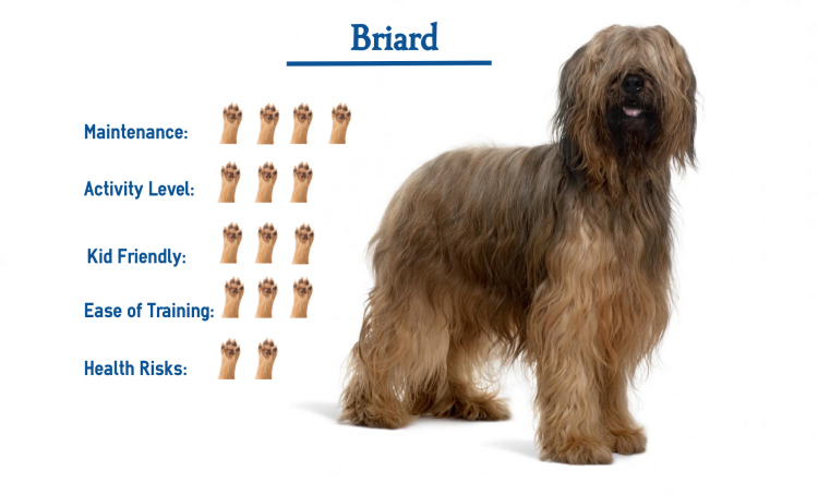 Бриар характер