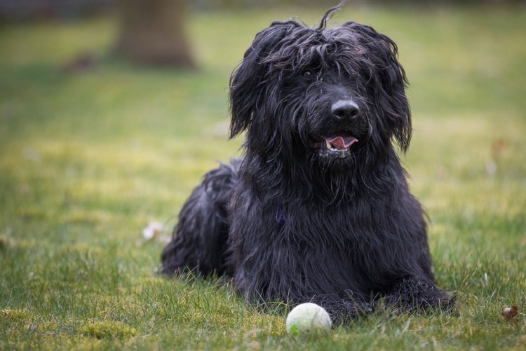 Пастушья овчарка Бриар