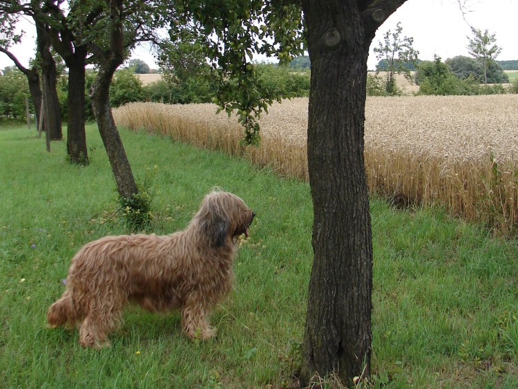 Русско французская собака Бриар