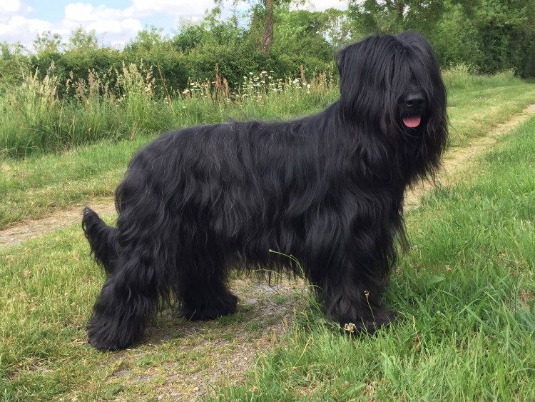 Французская овчарка Бриар