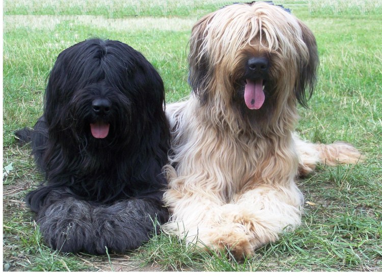 Бриар / Briard (113) к