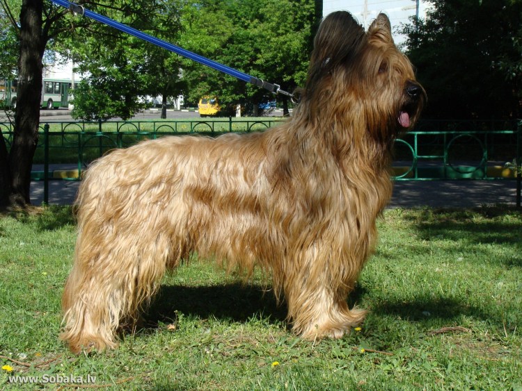 Овчарка Бриар