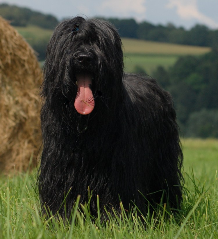 Французский Бриар с человеком