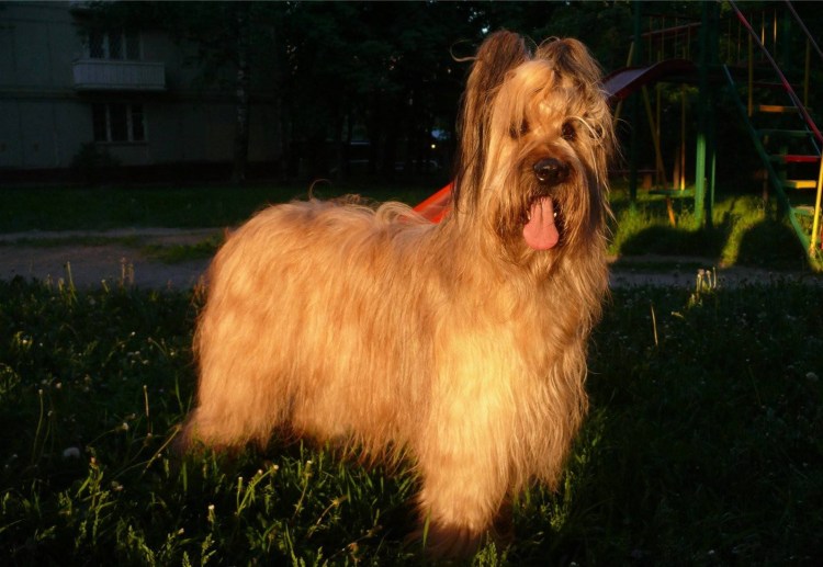 Щенок породы Бриар