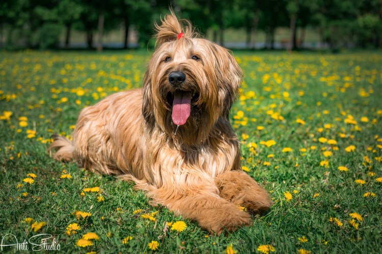 Бриар собака щенки