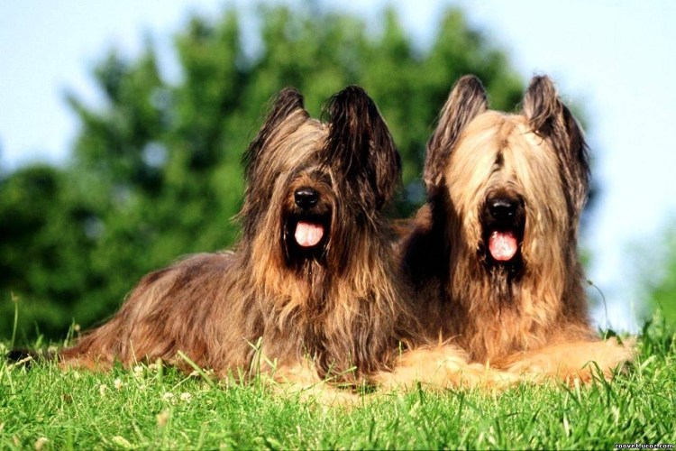 Французская овчарка Бриакан