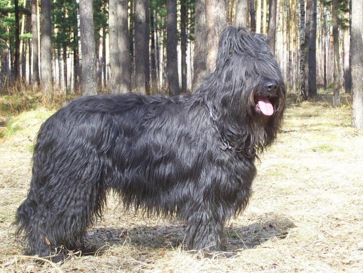 Овчарка французская длинношерстная Бриар