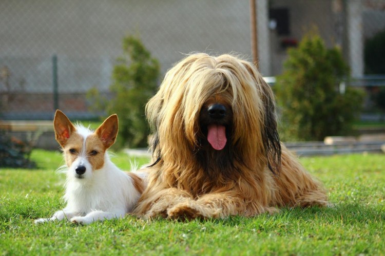 Бриар терьер