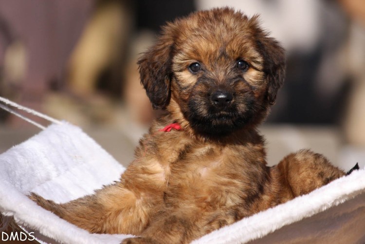 Пастуший терьер Бриар