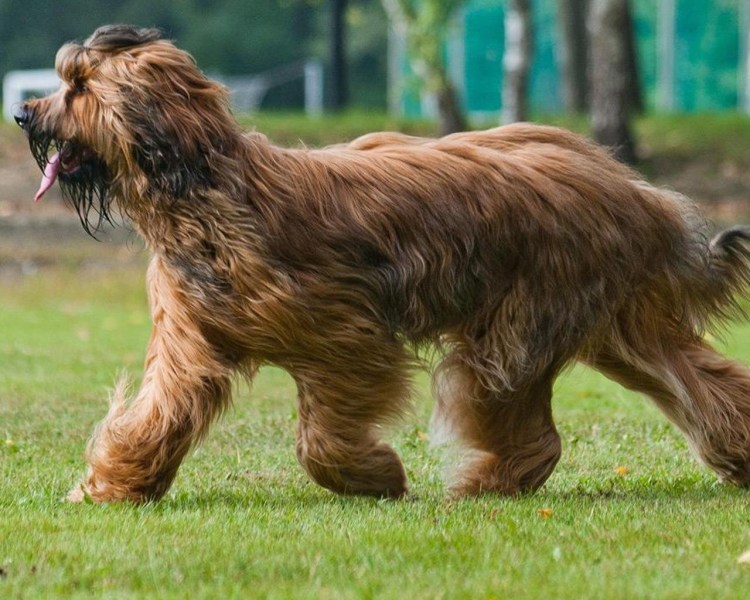 Собаки с длинной челкой Бриар