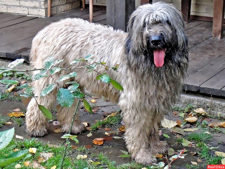 Овчарка французская длинношерстная