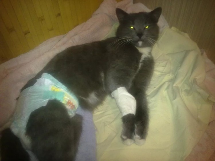 Коронавирусный перитонит у кошек