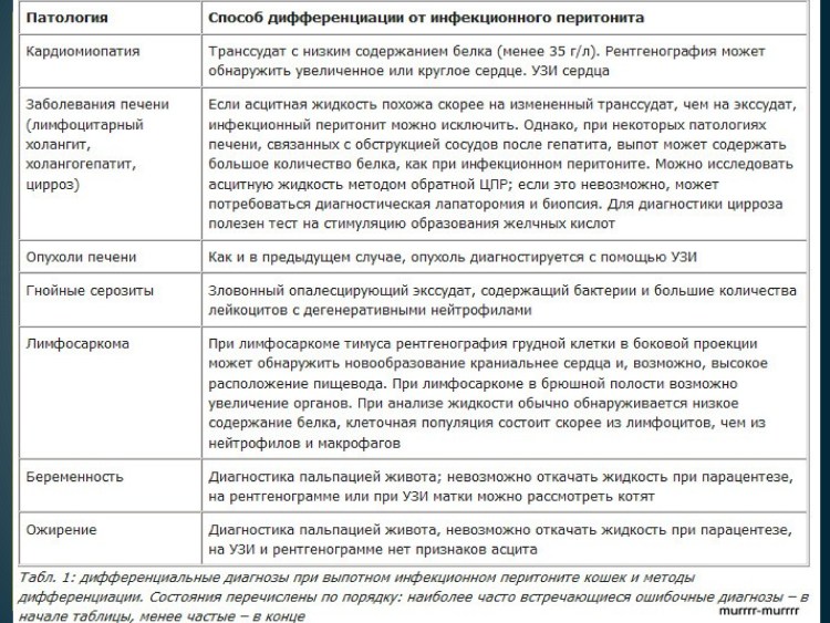 Коронавирус перитонит кошек
