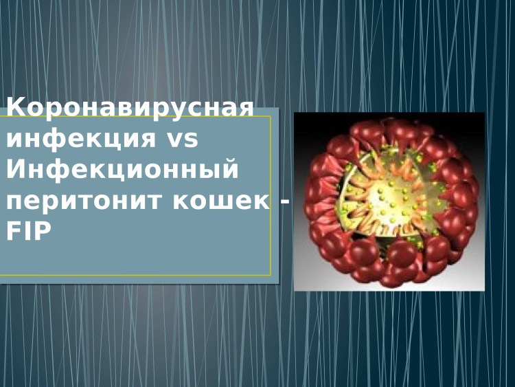 Короновирусныц перитонит у котят