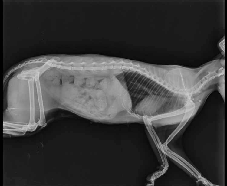 Коронавирус перитонит кошек