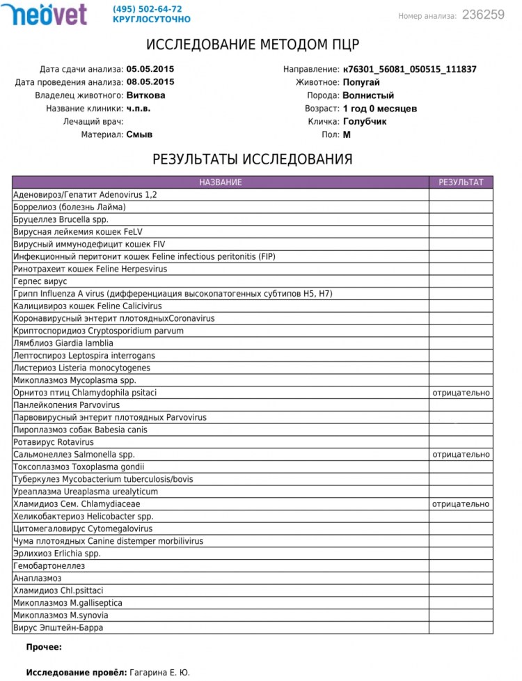 Внутренние органы собаки на рентгене