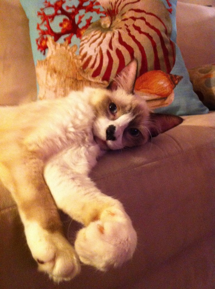 Непроходимость кишечника у кошки рентген