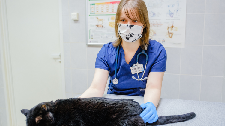 Вздутый животик у котят