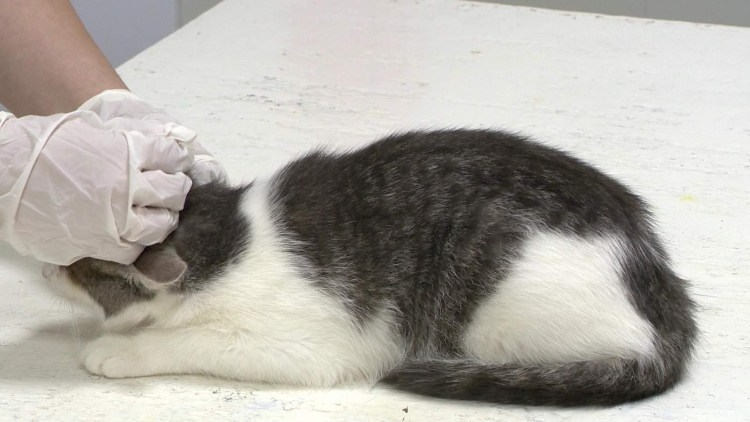 Инфекционный перитонит кошек