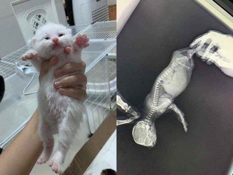 Кошка на операционном столе